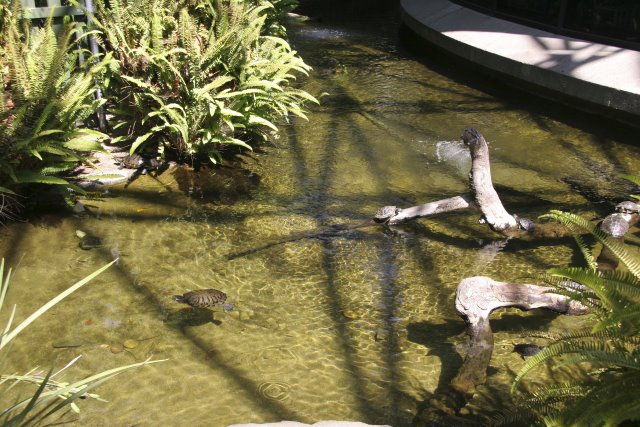 La Brea Tar Pits
(Click on the picture for the full-size version)