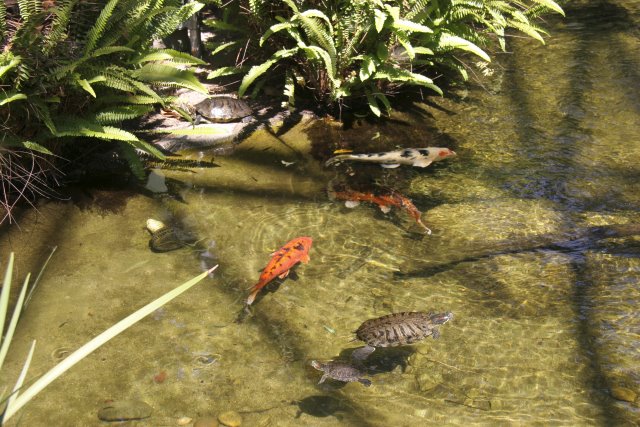 La Brea Tar Pits
(Click on the picture for the full-size version)