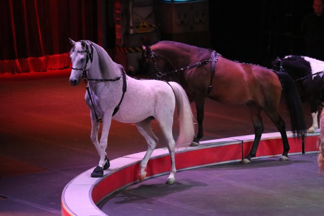 Ringling BrothersBbarnum & Bailey Circus, 10/13
(Click on the picture for the full-size version)