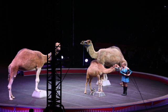 Ringling BrothersBbarnum & Bailey Circus, 10/13
(Click on the picture for the full-size version)