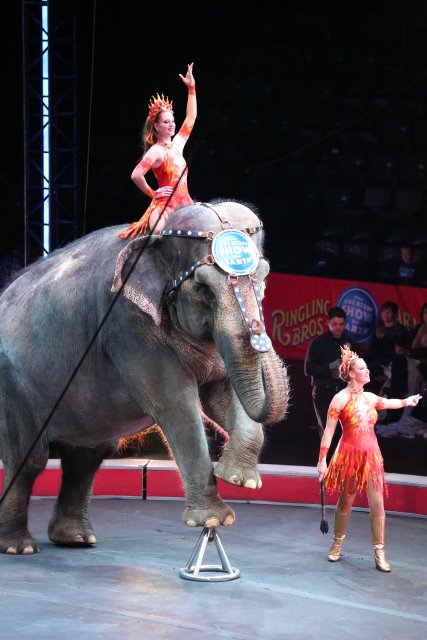 Alin Constantin's Photography - Ringling BrothersBbarnum & Bailey Circus, 10/13
(Click on the picture for the full-size version)