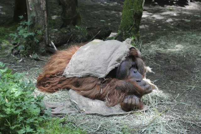 Alin Constantin's Photography - At Woodlands park zoo - Just let me sleep
(Click on the picture for the full-size version)
