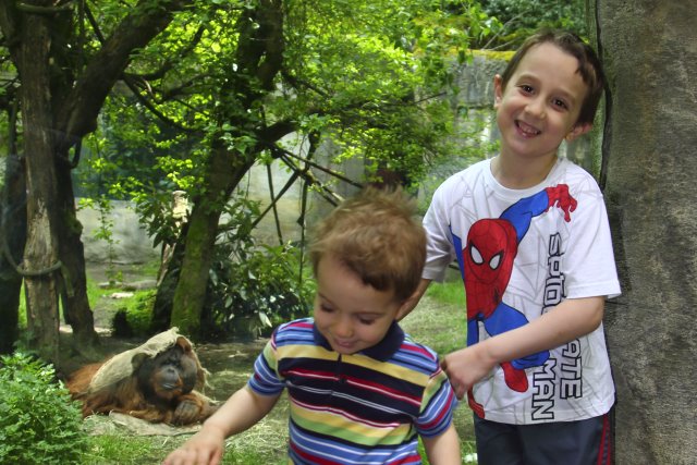 At Woodlands park zoo - 3 monkeys
(Click on the picture for the full-size version)