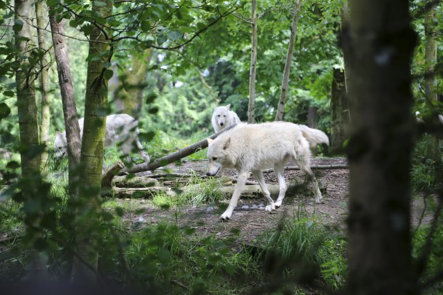 Alin Constantin's Photography - At Woodlands park zoo - The pack
(Click on the picture for the full-size version)