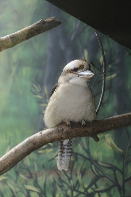 Alin Constantin's Photography - At Woodlands park zoo - Kookaburra
(Click on the picture for the full-size version)