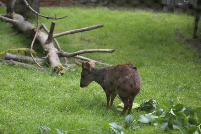 At Woodlands park zoo - Pudu
(Click on the picture for the full-size version)