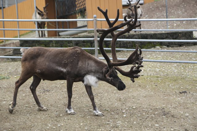 At Cougar Mountain Zoo (Issaquah), 06/15
(Click on the picture for the full-size version)