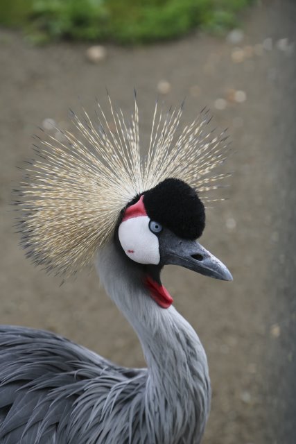 At Cougar Mountain Zoo (Issaquah), 06/15
(Click on the picture for the full-size version)