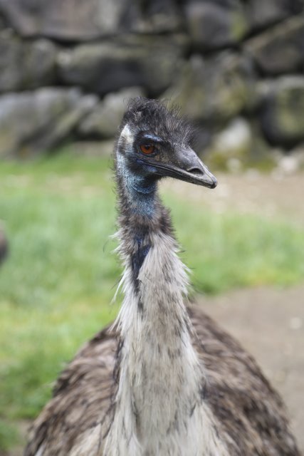 At Cougar Mountain Zoo (Issaquah), 06/15
(Click on the picture for the full-size version)