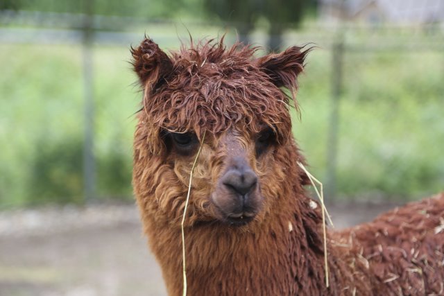 At Cougar Mountain Zoo (Issaquah), 06/15
(Click on the picture for the full-size version)