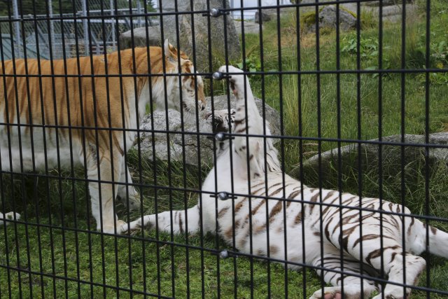 Alin Constantin's Photography - At Cougar Mountain Zoo (Issaquah), 06/15
(Click on the picture for the full-size version)