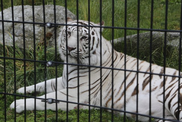 At Cougar Mountain Zoo (Issaquah), 06/15
(Click on the picture for the full-size version)