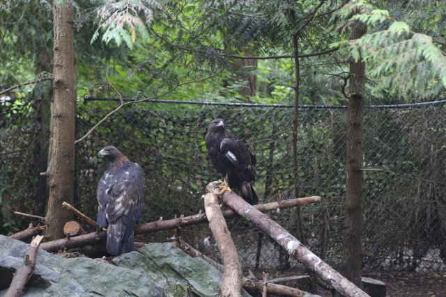 At Northwest Trek - Golden eagles
(Click on the picture for the full-size version)