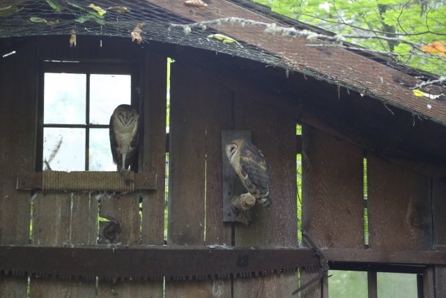 Alin Constantin's Photography - At Northwest Trek - Barn owls
(Click on the picture for the full-size version)