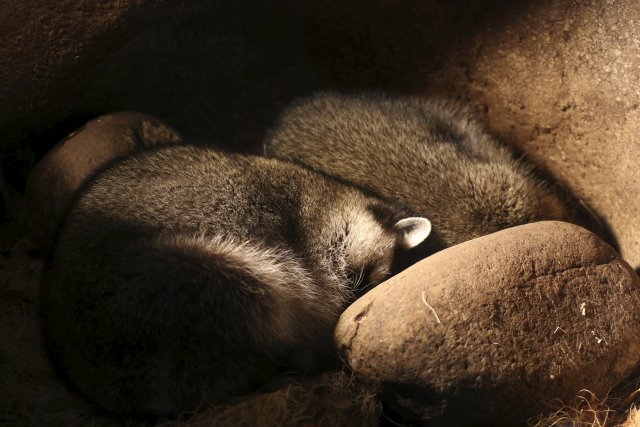 Alin Constantin's Photography - At Northwest Trek - Sleeping raccon
(Click on the picture for the full-size version)