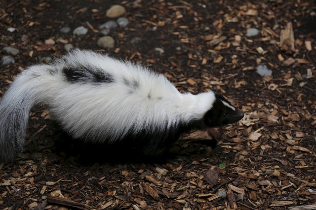 Alin Constantin's Photography - At Northwest Trek - Skunk
(Click on the picture for the full-size version)