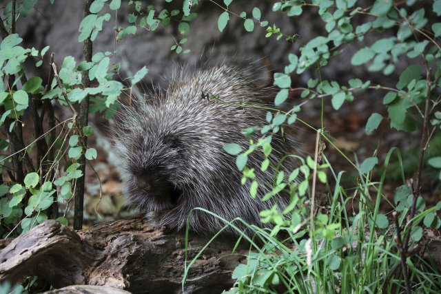 Alin Constantin's Photography - At Northwest Trek - Porcupine
(Click on the picture for the full-size version)