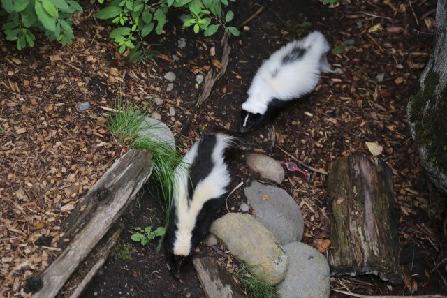 Alin Constantin's Photography - At Northwest Trek - Skunks
(Click on the picture for the full-size version)