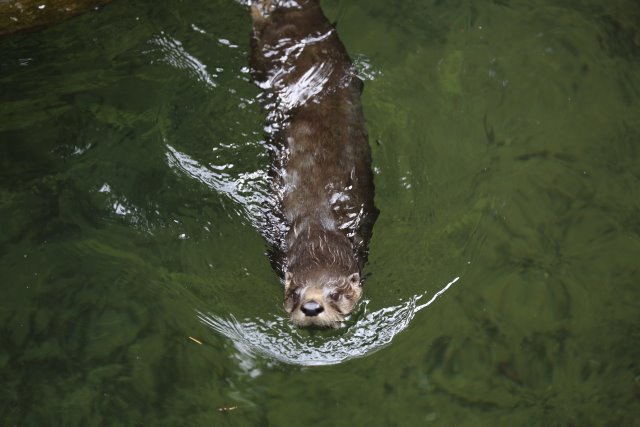 Alin Constantin's Photography - At Northwest Trek - Otter
(Click on the picture for the full-size version)