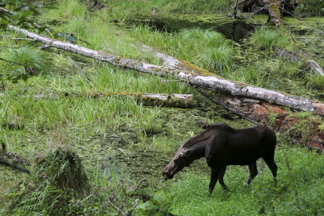 At Northwest Trek - Moose
(Click on the picture for the full-size version)