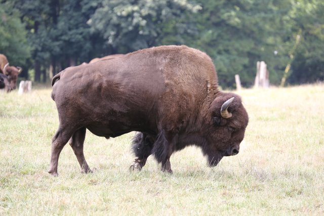 Alin Constantin's Photography - At Northwest Trek - Bison
(Click on the picture for the full-size version)