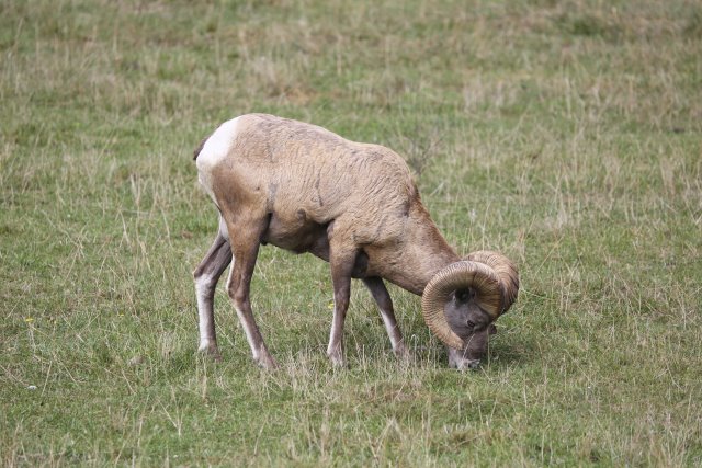 Alin Constantin's Photography - At Northwest Trek - Bighorn sheep
(Click on the picture for the full-size version)