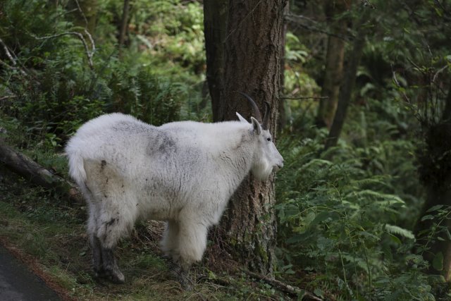 Alin Constantin's Photography - At Northwest Trek - Mountain goat
(Click on the picture for the full-size version)