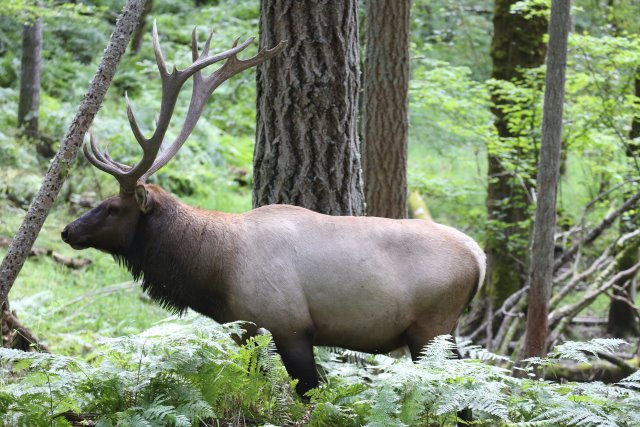 Alin Constantin's Photography - At Northwest Trek - Roosevelt elk
(Click on the picture for the full-size version)