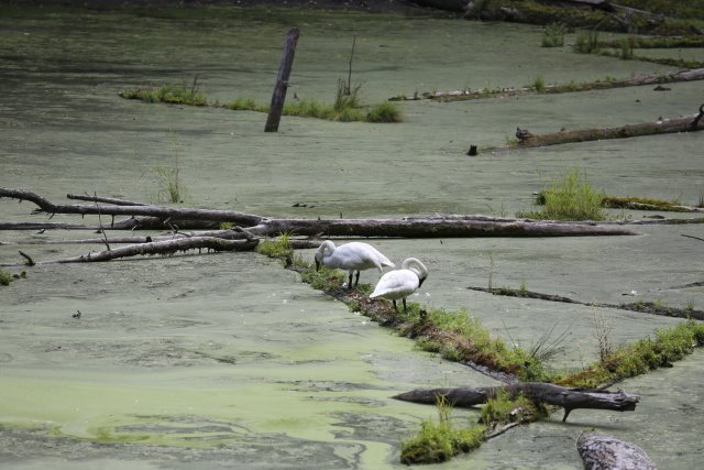 At Northwest Trek - Trumpeter swan
(Click on the picture for the full-size version)