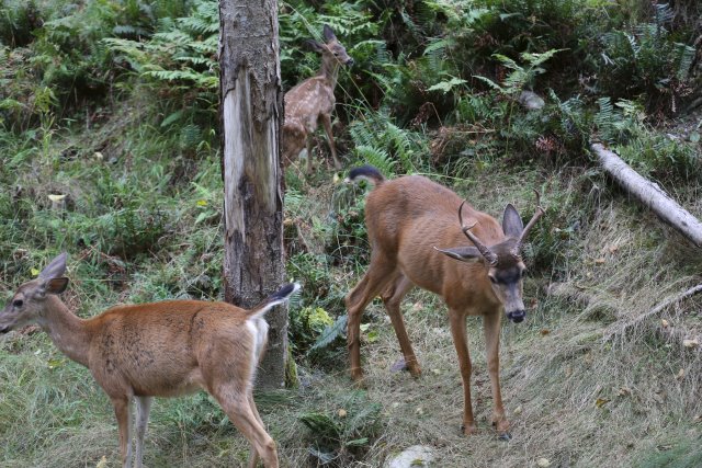 Alin Constantin's Photography - At Northwest Trek - Black-tailed deer
(Click on the picture for the full-size version)