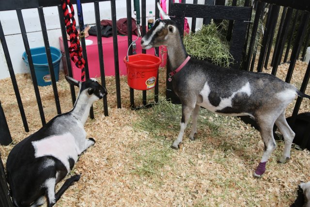 Puyallup Washington State Fair 9/14
(Click on the picture for the full-size version)