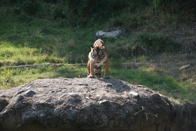 Point Defiance Zoo, Tacoma, 9/21
(Click on the picture for the full-size version)