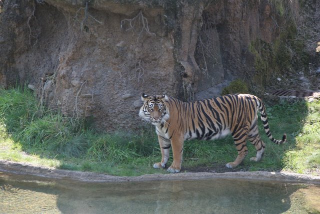 Point Defiance Zoo, Tacoma, 9/21
(Click on the picture for the full-size version)