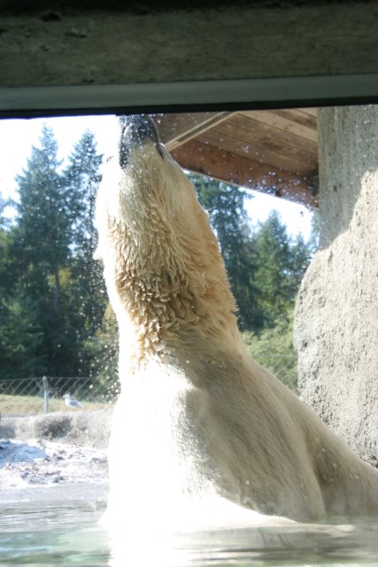 Point Defiance Zoo, Tacoma, 9/21
(Click on the picture for the full-size version)
