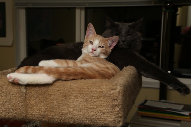 Cynder and Stewart, Nov 2014
(Click on the picture for the full-size version)