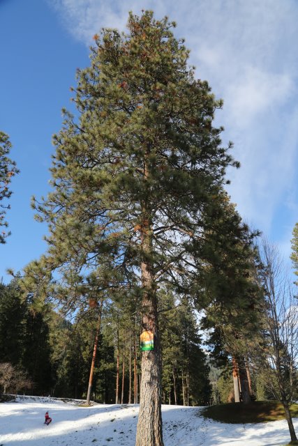 Christmas at Leavenworth, 2014
(Click on the picture for the full-size version)