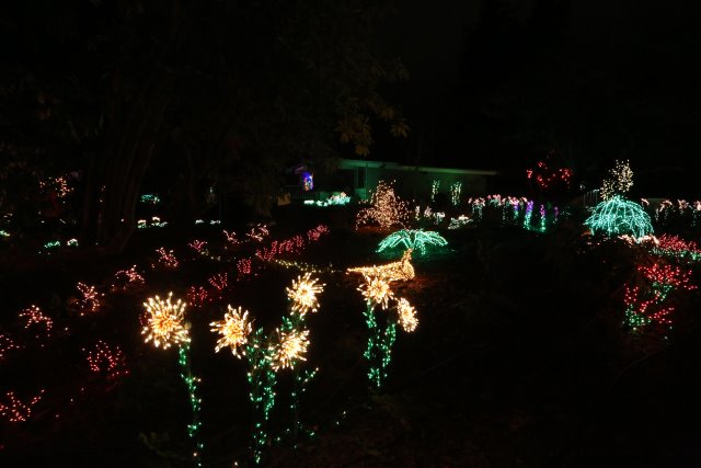 Alin Constantin's Photography - Garden D'Lights
(Click on the picture for the full-size version)