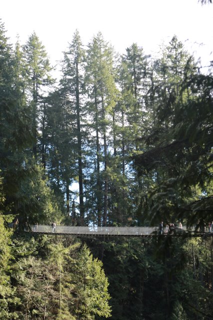Capilano suspension bridge, 2/24
(Click on the picture for the full-size version)