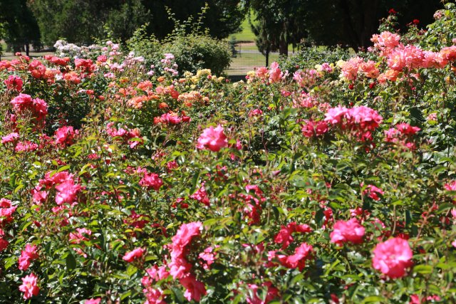 Tacoma Point Defiance Zoo, 6/30
(Click on the picture for the full-size version)