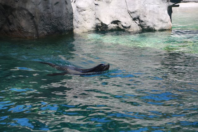 Tacoma Point Defiance Zoo, 6/30
(Click on the picture for the full-size version)