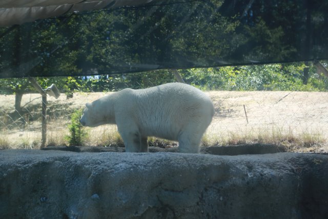 Alin Constantin's Photography - Tacoma Point Defiance Zoo, 6/30
(Click on the picture for the full-size version)
