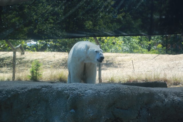 Alin Constantin's Photography - Tacoma Point Defiance Zoo, 6/30
(Click on the picture for the full-size version)