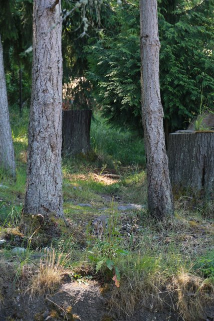 Tacoma Point Defiance Zoo, 6/30
(Click on the picture for the full-size version)