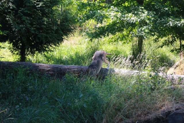 Tacoma Point Defiance Zoo, 6/30
(Click on the picture for the full-size version)