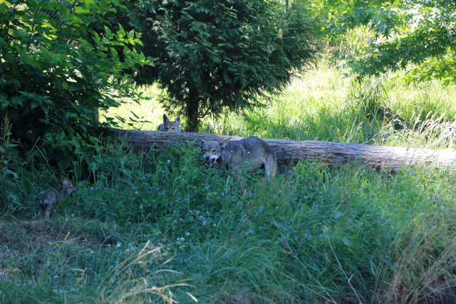 Tacoma Point Defiance Zoo, 6/30
(Click on the picture for the full-size version)