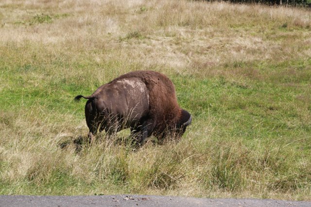 At Northwest Trek, 7/21
(Click on the picture for the full-size version)