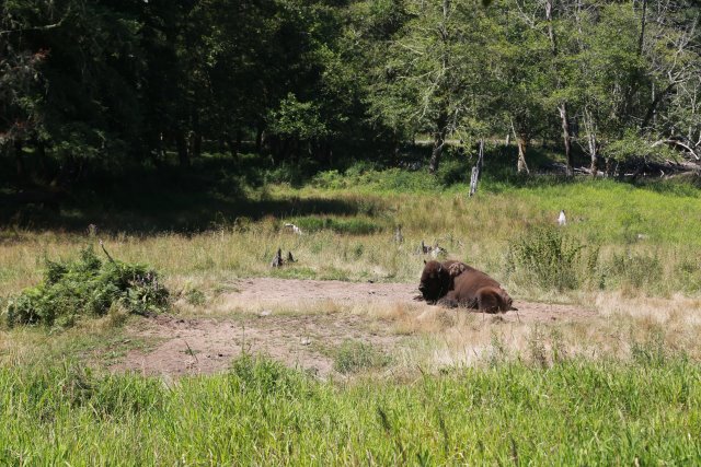 At Northwest Trek, 7/21
(Click on the picture for the full-size version)
