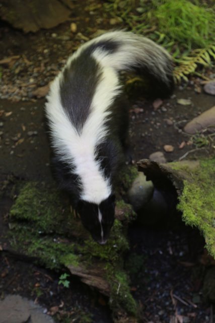 At Northwest Trek, 7/21
(Click on the picture for the full-size version)